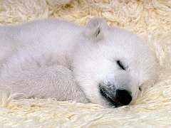 Peacefull Dreams, Polar Bear